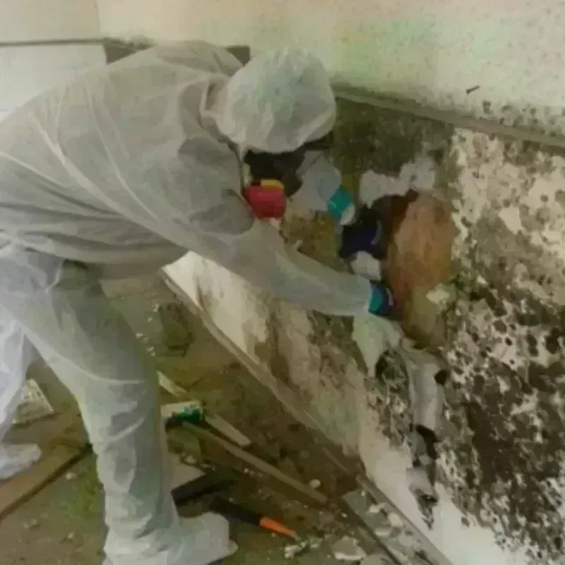 Mold Remediation and Removal in Loris, SC